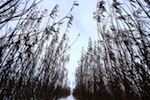 the-willow-plantation-at-the-ohaton-sewage-lagoon-is-designed-to-help-treat-sewage-and-provide-biomass-for-heating