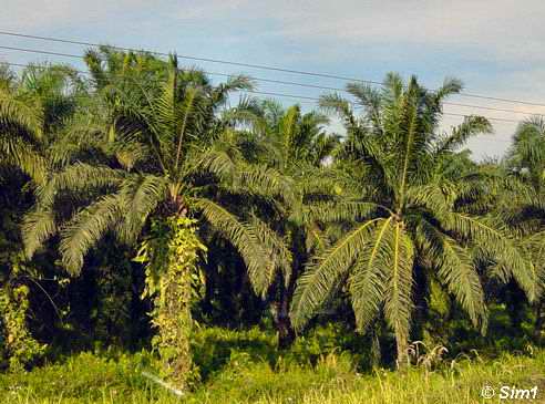 palm_oil_for_biodiesel_worse_than_alternatives_for_carbon_footprint